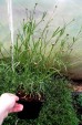 Nachyłek ‘Center stage’ (Coreopsis verticilata)